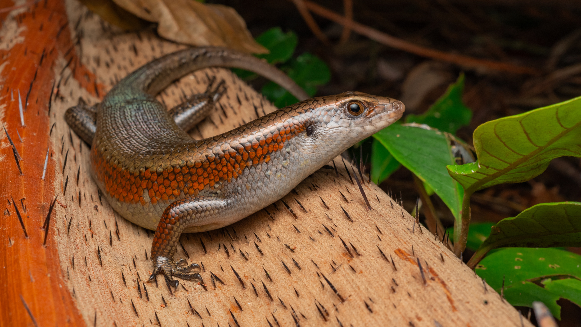 Many-lined Sun Skink